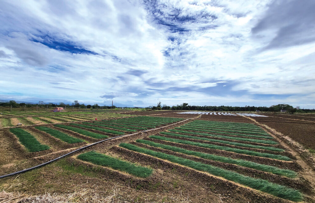 ONION MECHANIZATION COLLABORATIVE PROJECT BY KAMICO-PHILMECH